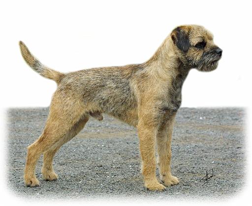 Border Terrier 9B003D-12_2.JPG